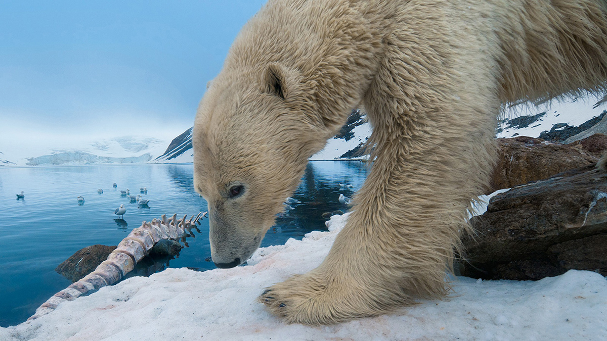 Kutup ayıları çok güçlü koklama duyularına sahiptir