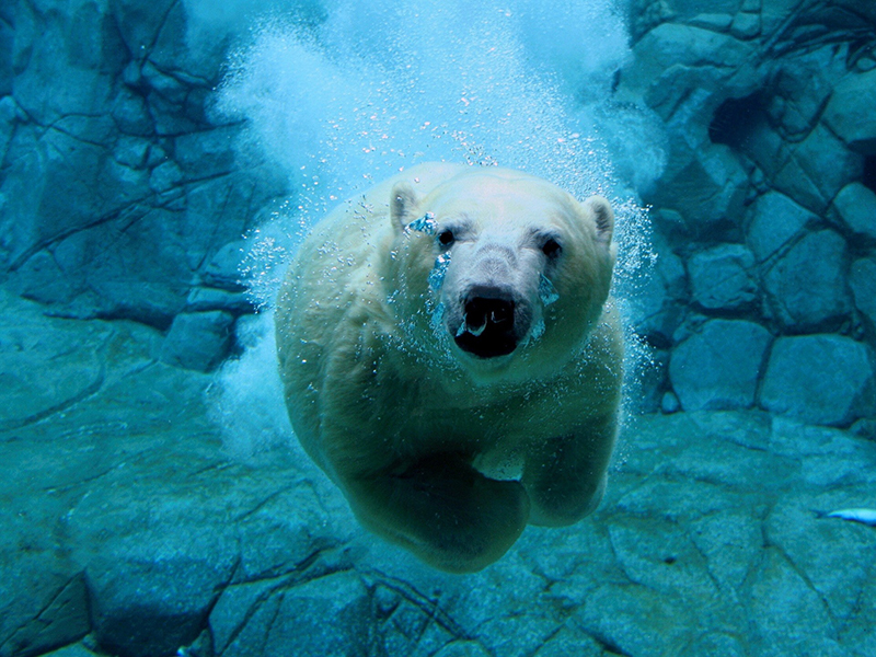 Kutup ayısı yüzerken