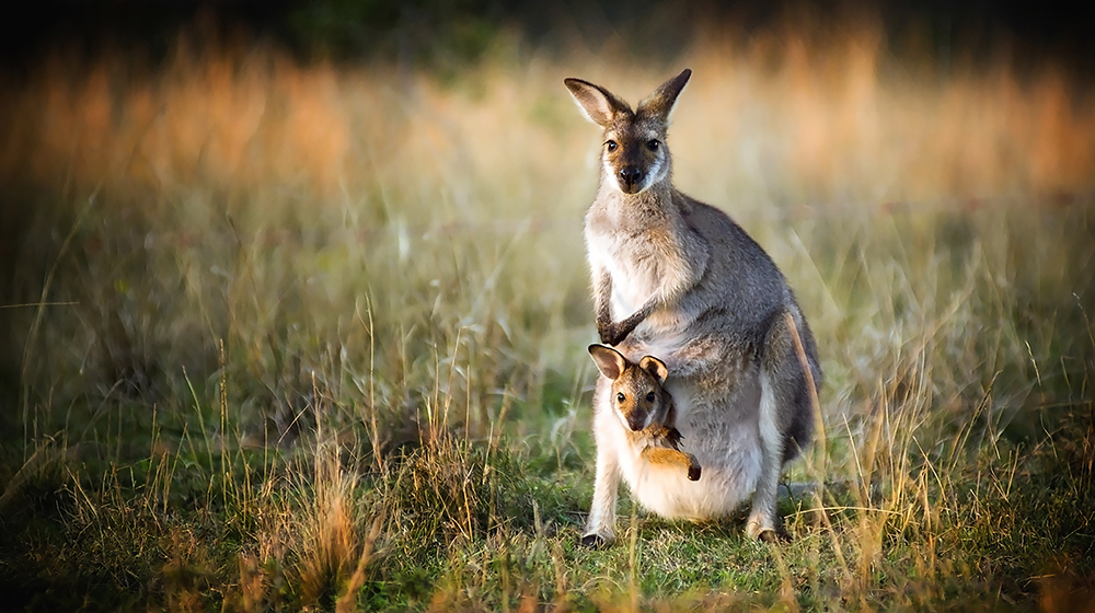 Kanguru Resmi, Kangurular ile bilgiler ve resimler..