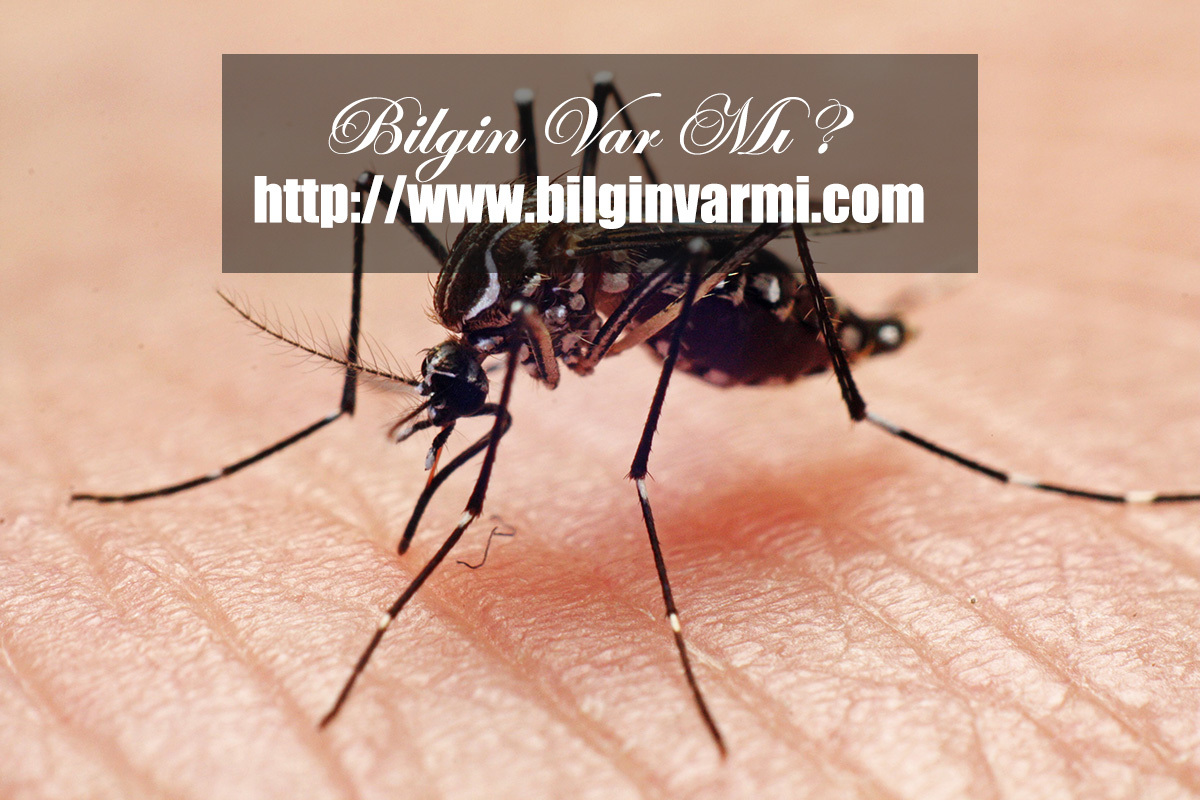 En ölümcül hayvan sivrisinek