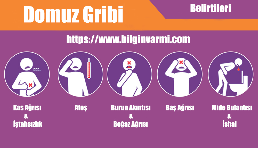 Domuz Gribi Nedir ? Domuz Gribi Nasıl Bulaşır