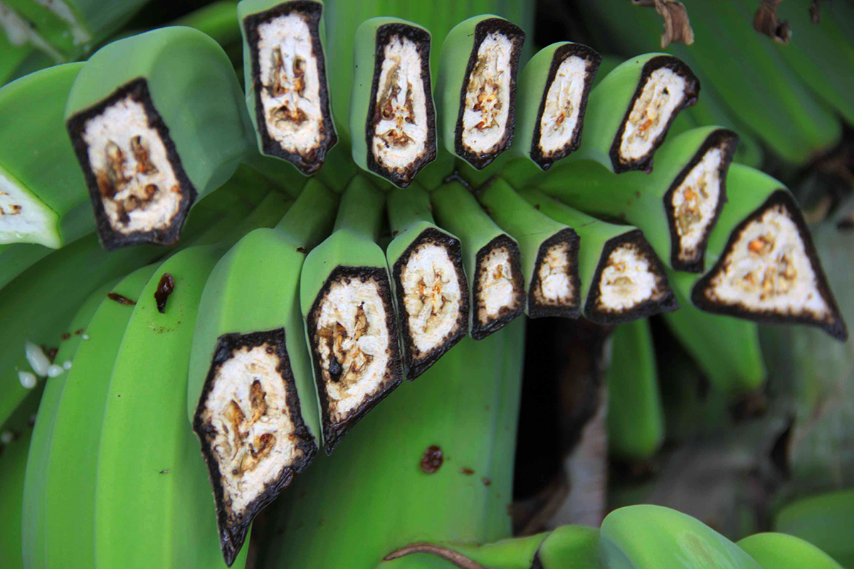 Panama Hastalığı Nedir ? Muz Hastalığı Nedir ?