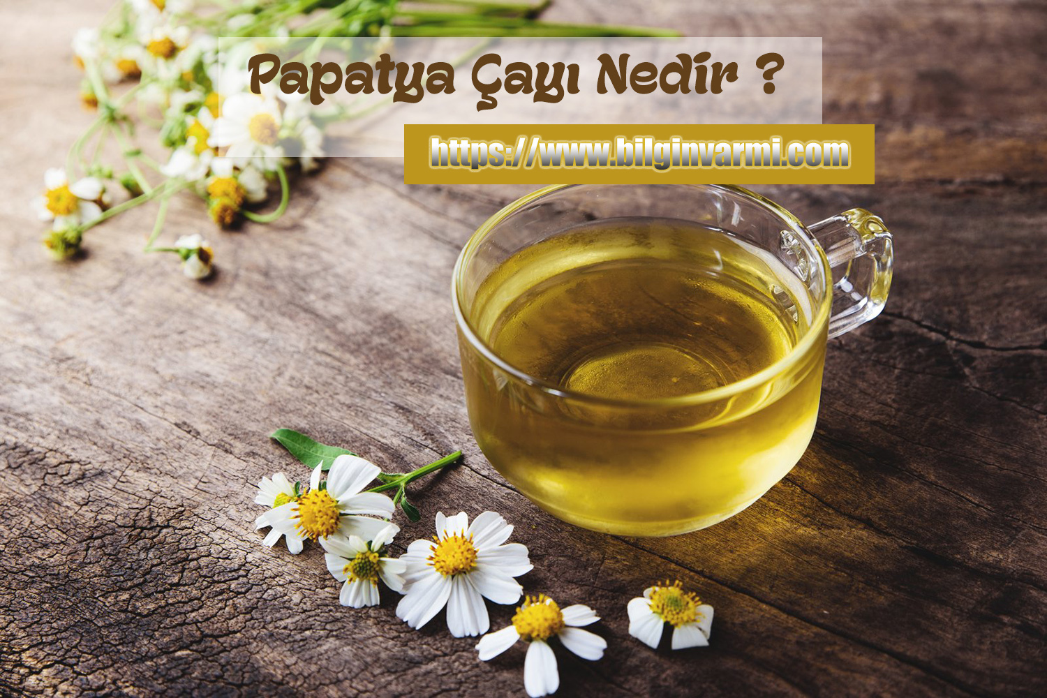 Papatya Çayı Nedir ?