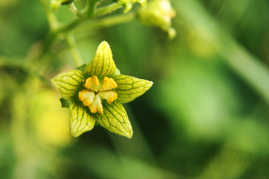 Adam Otu “Alraunwurzel” Nedir? Adam Otunun Faydaları ve Kullanımı Nelerdir?