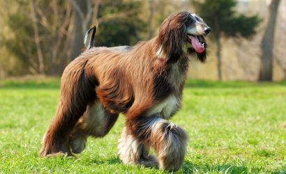 Afgan Tazısı Hakkında Bilinmeyenler