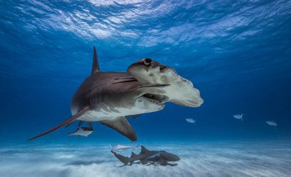 Çekiç Başlı Köpek Balığı
