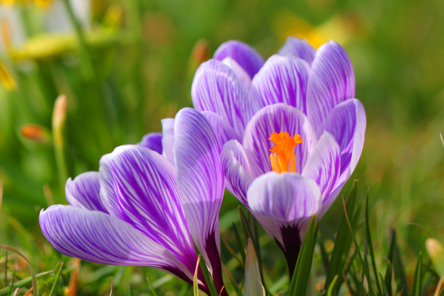 Çiçeğin Kısımları ve Görevleri Nelerdir ?