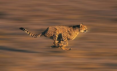 Çitalar Ne Kadar Hızlı Koşar ?