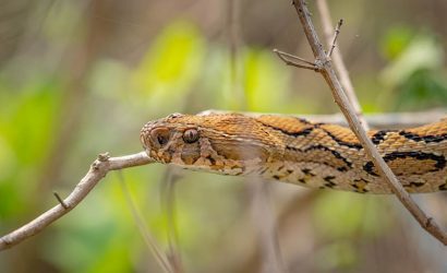 Daboia Russelii (Engerek) - En Zehirli Yılanlar