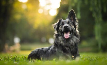 Dünyanın En Pahalı ve Seçkin Köpekleri