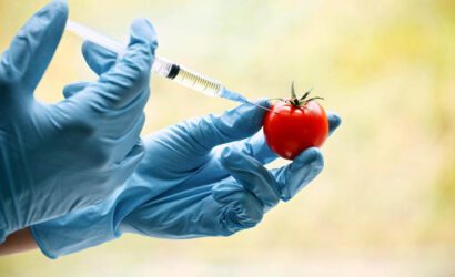 GDO’lu Gıdalar Nelerdir?