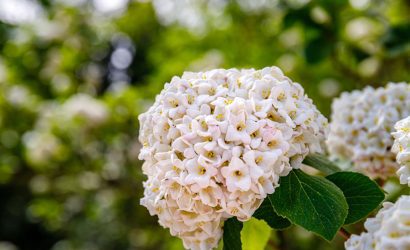 Kartopu Bitkisi Nedir ?