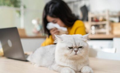 Kedi Alerjisi Belirtileri Nelerdir?