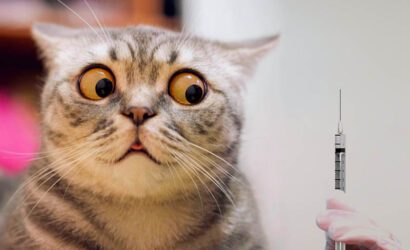 Kedi Alerjisine Karşı Alınacak 10 Önemli Önlem