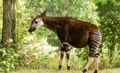Okapi Nedir ?