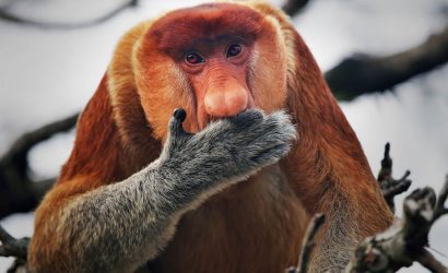 Proboscis Maymunu Nesli Tükendi Mi ?