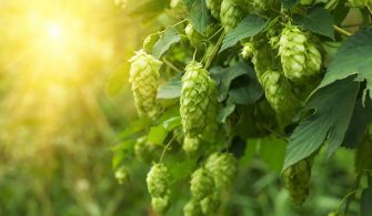 Şerbetçi Otu Bitkisi Nedir ?