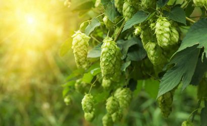 Şerbetçi Otu Bitkisi Nedir ?