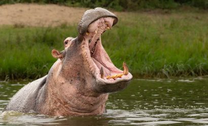 Su Aygırının Isırma Gücü