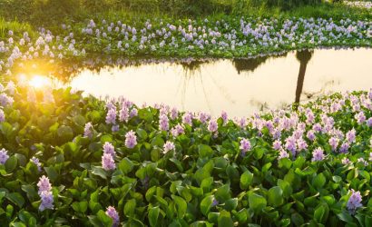 Su Sümbülü Nedir?