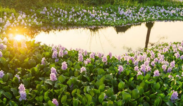 Su Sümbülü Nedir?