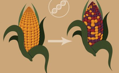 Transpozonun Özellikleri