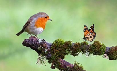 Zoolojinin Tarihi Gelişimi