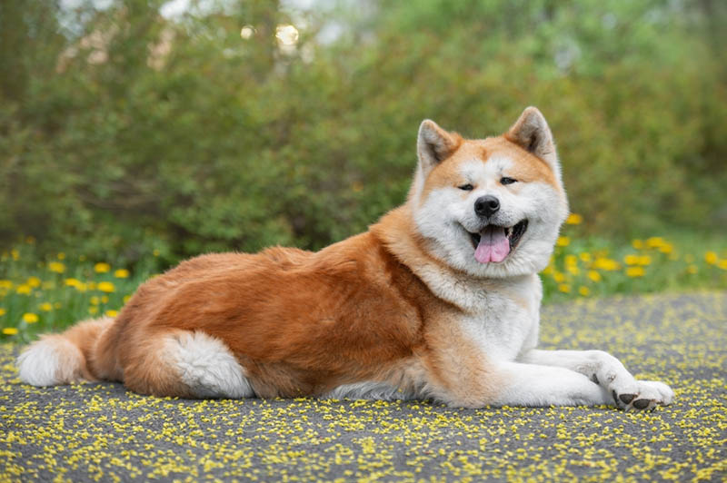 Akita Irkı Bir Köpek