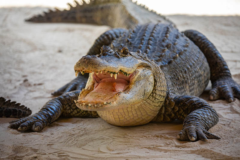 Alligator'un Isırma Gücü