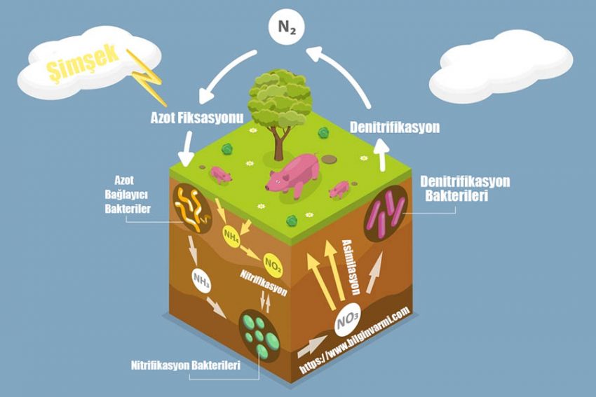 Azot Döngüsü Nedir? Azot Fiksasyonu Nedir?