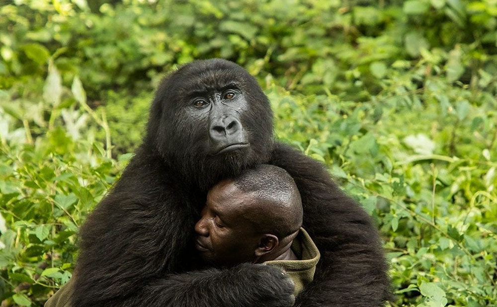 BONUS - Virunga