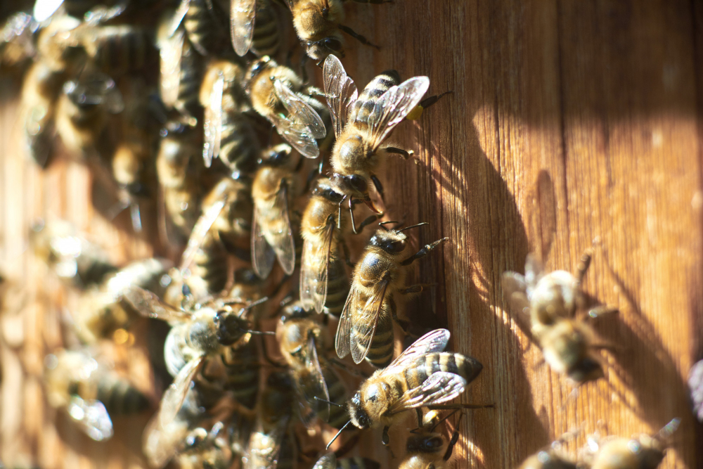 Propolis Nedir ? Propolisin Faydaları Neler ?