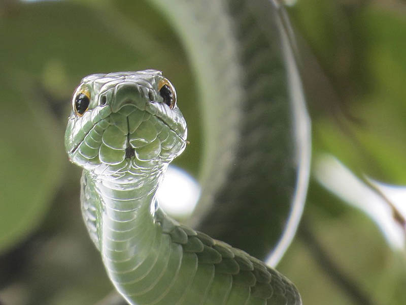 Boomslang Yılanı - En Tehlikeli Yılanlar