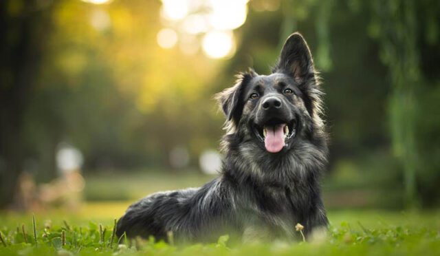 Dünyanın En Pahalı ve Seçkin Köpekleri