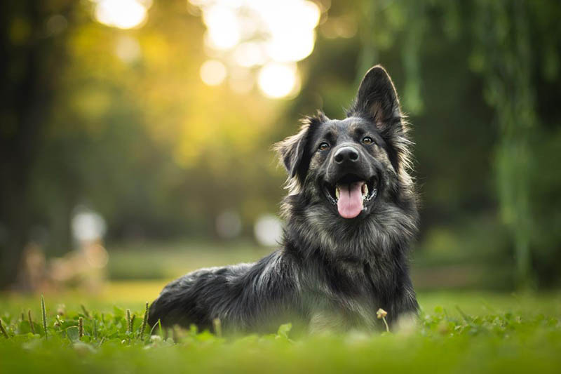 Dünyanın En Pahalı ve Seçkin Köpekleri