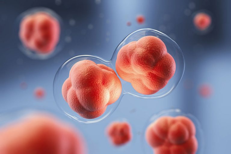 Hücre Bölünmesi Nedir ? Mitoz ve Mayoz Bölünme Nedir ? Bilgin Var mı