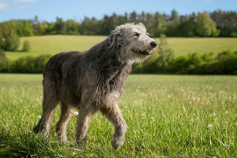 İrlanda Kurt Köpeği