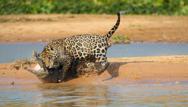Jaguarın Isırma Gücü. Dünyadaki En Güçlü Isırığa Sahip 10 Hayvan..