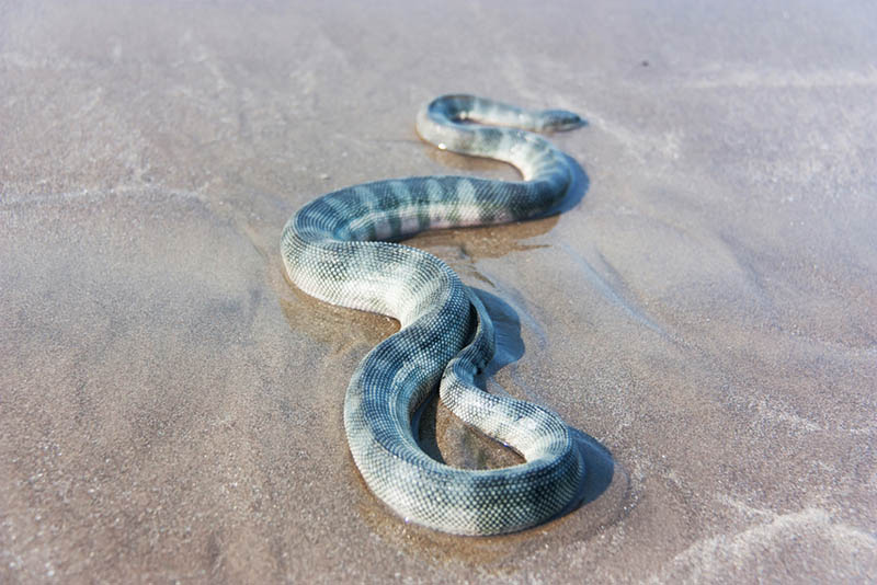 Kanca Burunlu Deniz Yılanı - En Zehirli Yılanlar. Dünyanın En Zehirli 10 Yılanı..