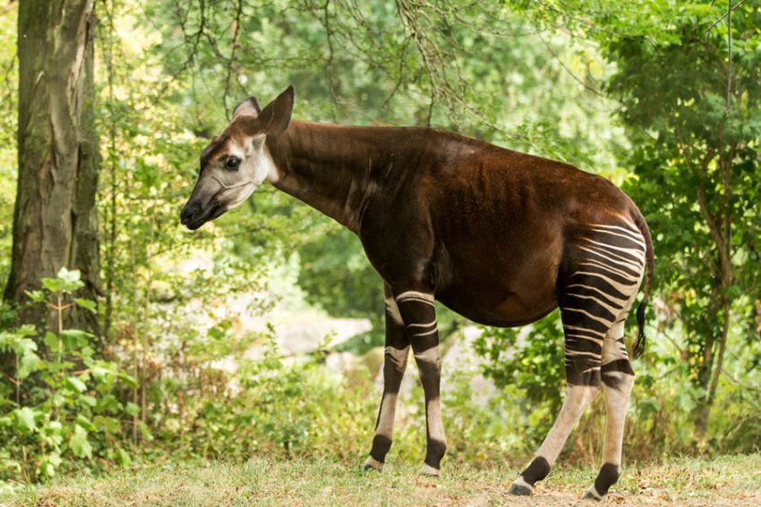 Okapi Nedir ? Okapiler Hakkında Bilgi