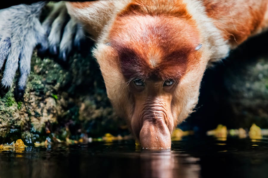 Proboscis Maymunları Ne İle Beslenirler ?