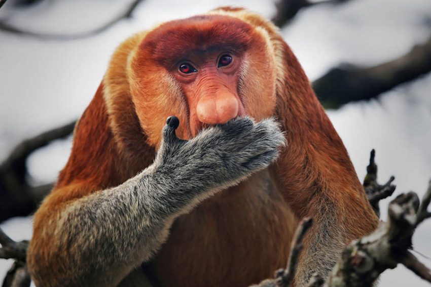 Proboscis Maymunu Nedir ? Proboscis Maymunlarının Fiziksel Özellikleri ?