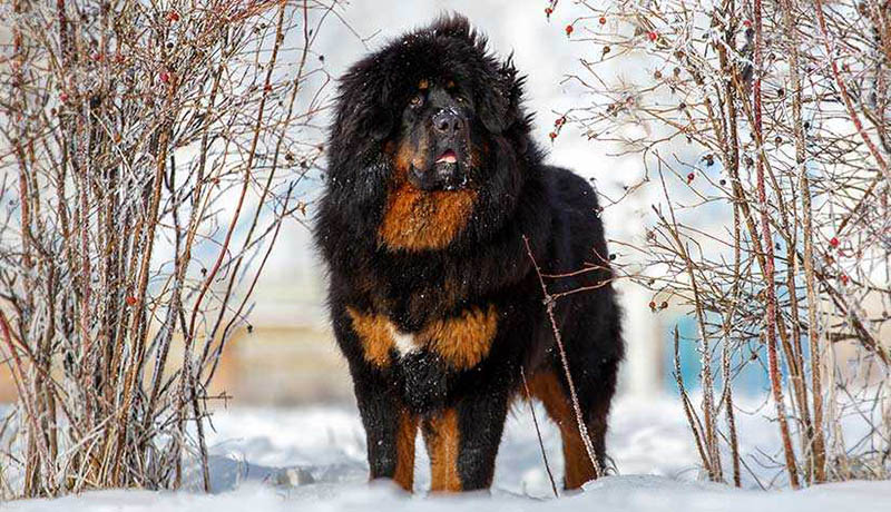 Tibet Mastifi, Dünyanın En Pahalı ve Seçkin Köpekleri..