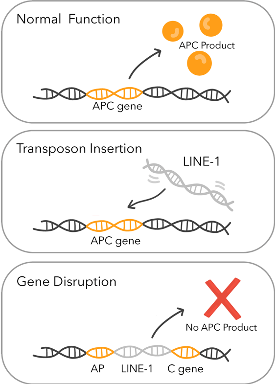 Transpozon Ne Demek?