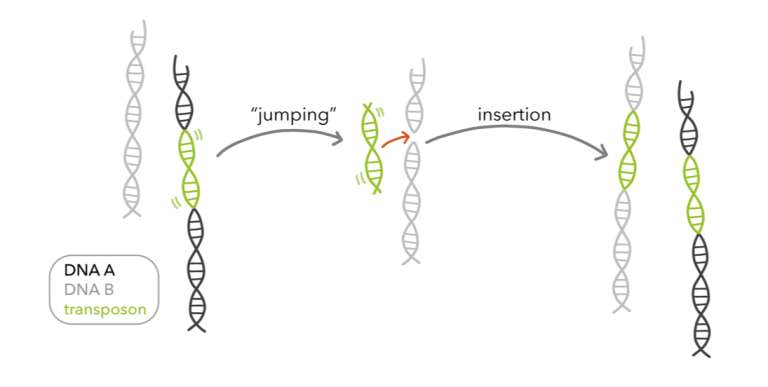 Transpozon Nedir?