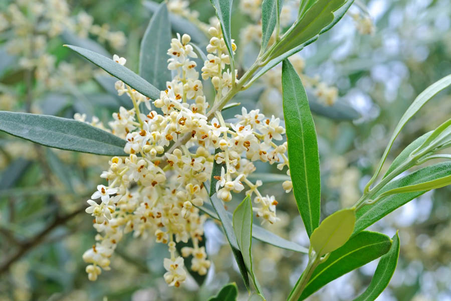 Zeytin Ağaçlarında Çiçeklenme