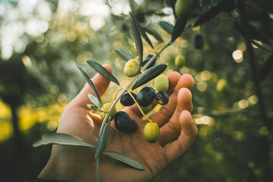 Zeytin Yetiştiriciliğinde Ekolojik İstekler