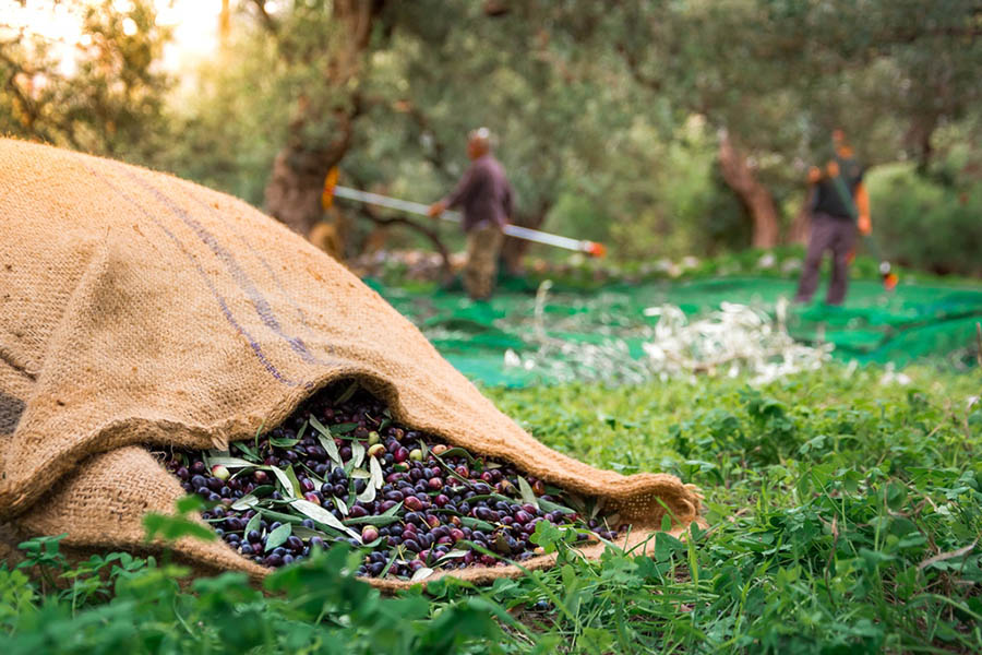 Zeytin Yetiştiriciliğinde Toprak İstekleri