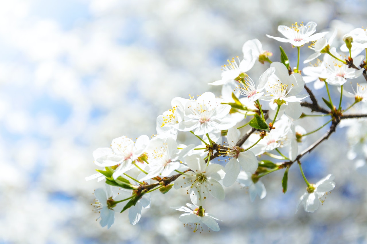 Nevruz Bayramı Nedir ? Ne Zaman Kutlanır ?