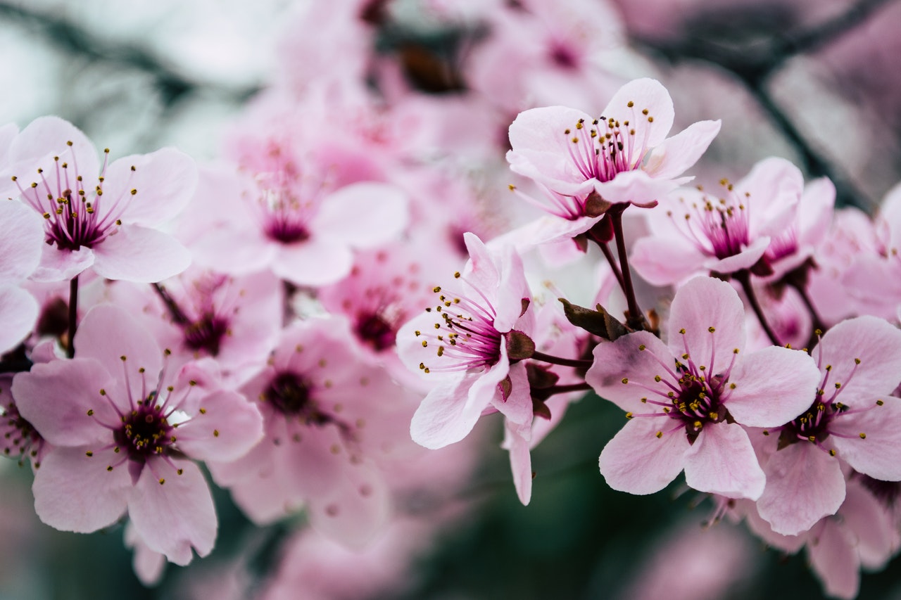 Nevruz Bayramı Nedir ?